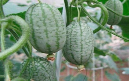 拇指西瓜的种子在阳台的栽种方式
