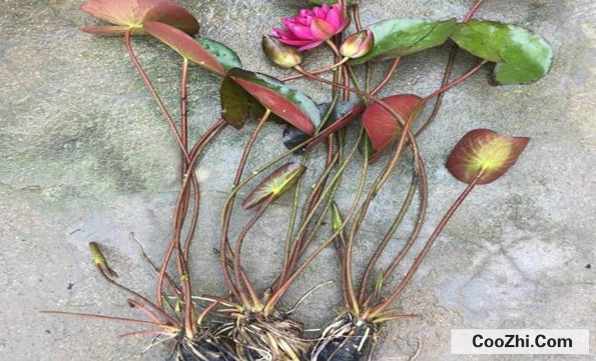 睡莲根茎的种植方法是怎么样的