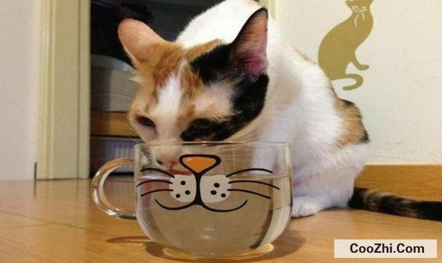 怎么引导猫咪喝水