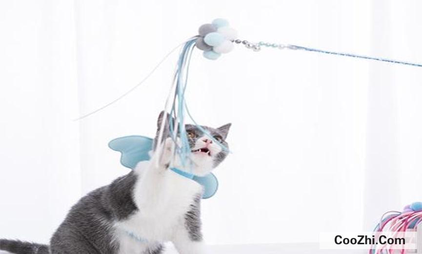 逗猫棒情侣怎么玩最好玩