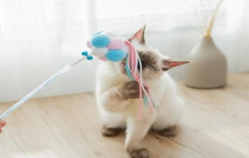 逗猫棒情侣怎么玩最好玩