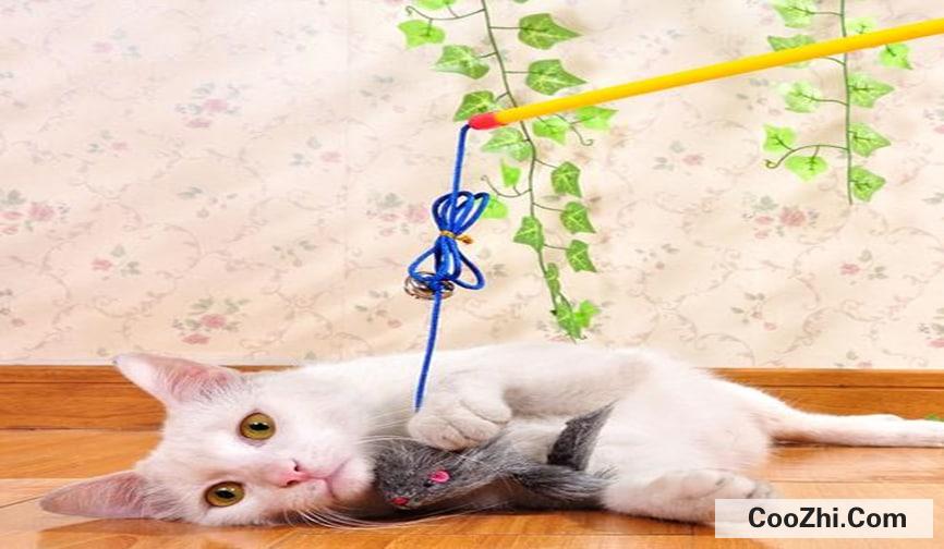 逗猫棒情侣怎么玩最好玩