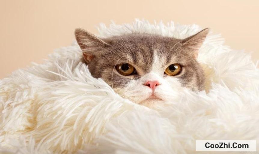 猫咪吐猫毛怎么处理