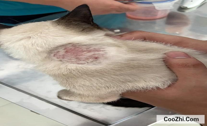 猫咪一块掉毛已经露皮了怎么办