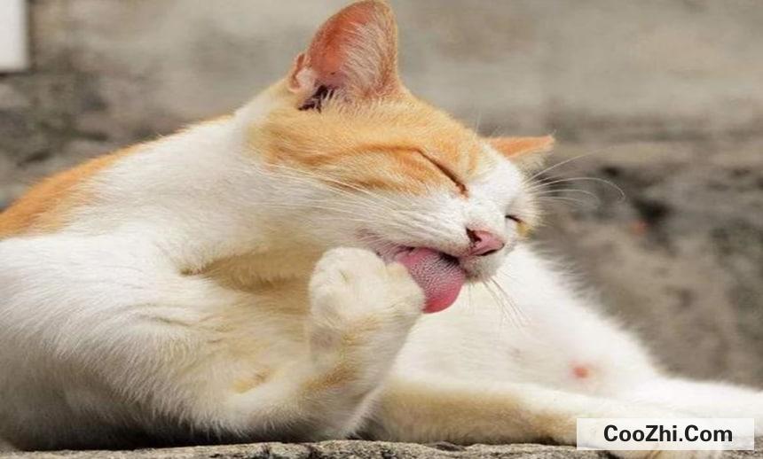 猫咪吐猫毛怎么处理