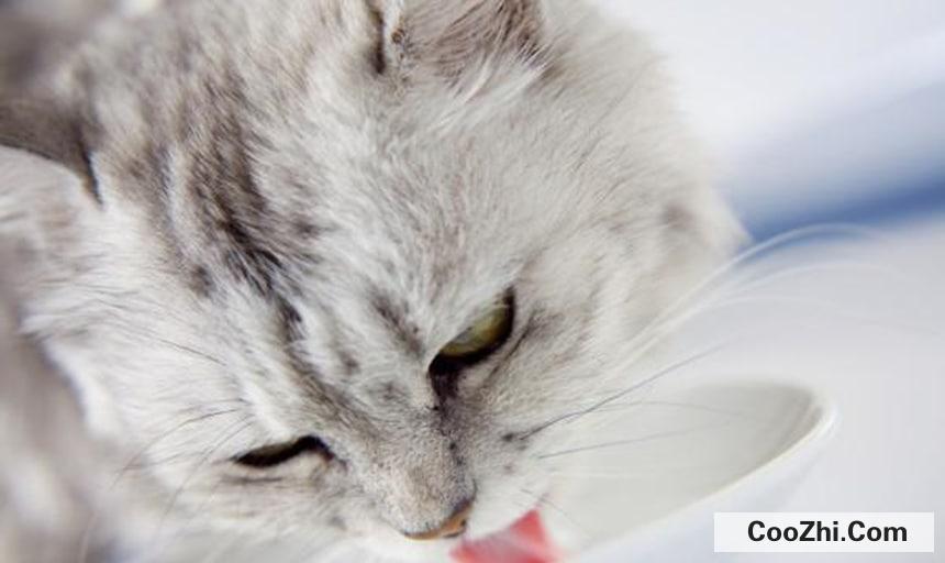 猫咪吐猫毛怎么处理