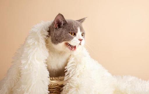 猫咪吐猫毛怎么处理