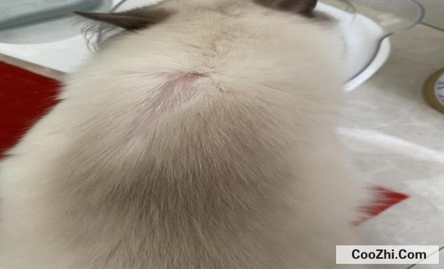 猫咪一块掉毛已经露皮了怎么办