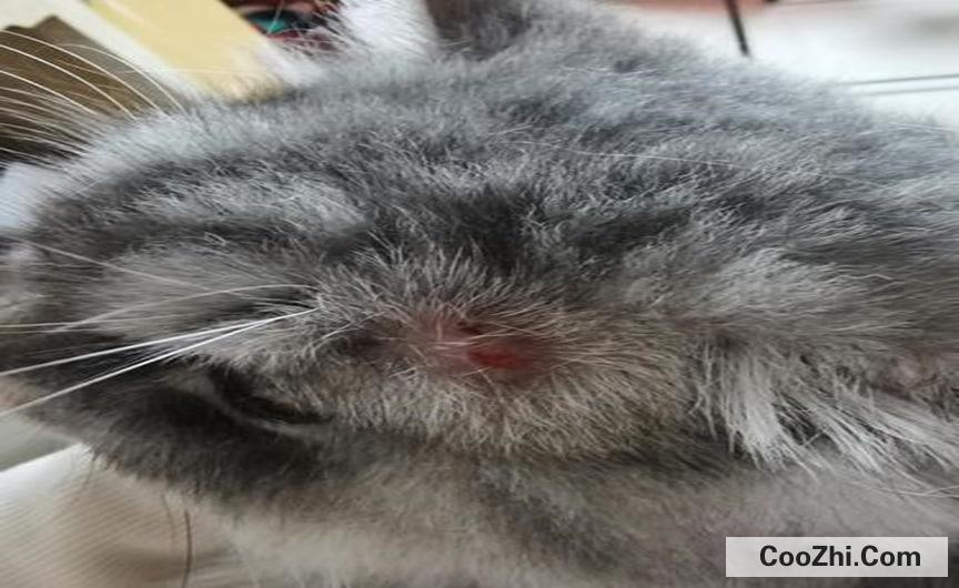 猫咪一块掉毛已经露皮了怎么办