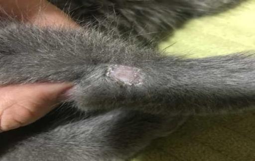 猫咪一块掉毛已经露皮了怎么办