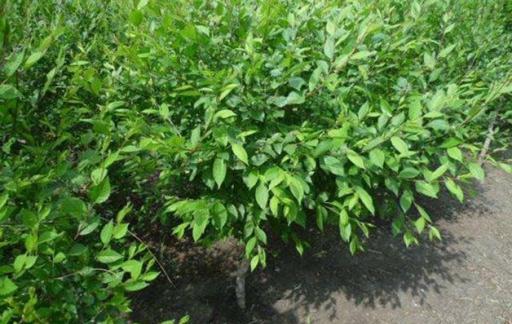 榆树要怎么种植呢