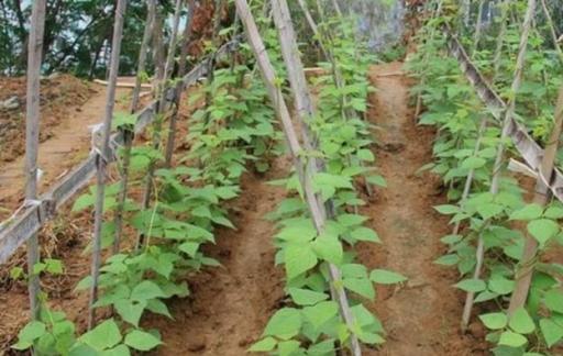 豇豆的种植时间和种植方法是怎么样的