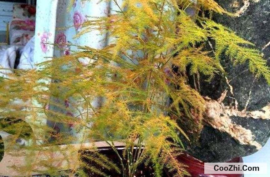 文竹叶子发黄干枯怎么处理