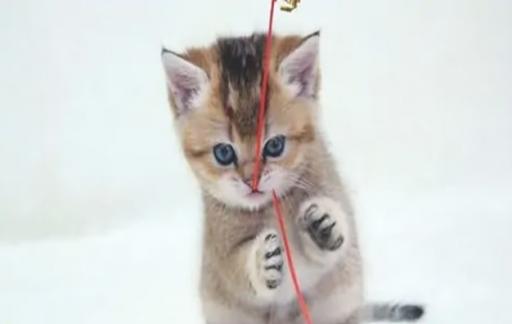 两个多月小猫咬人挠人怎么引导
