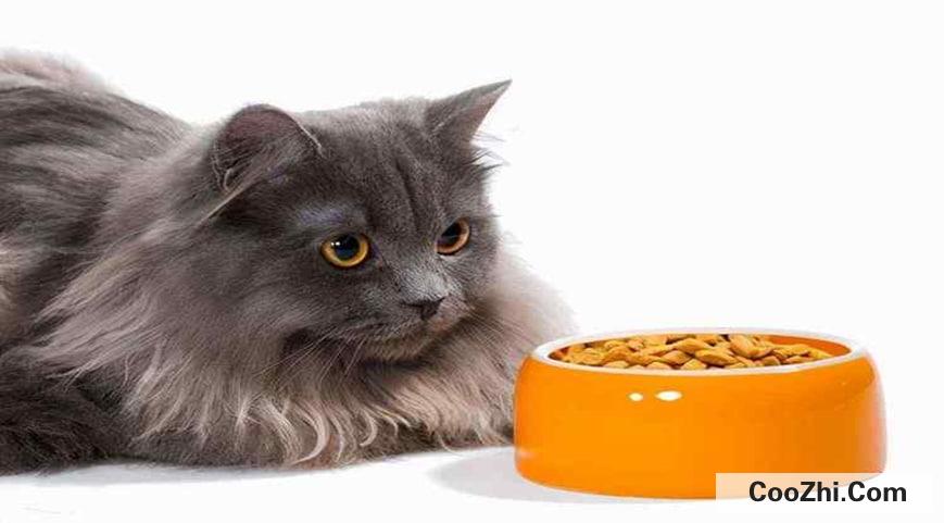 猫不吃肉只吃猫粮怎么改善