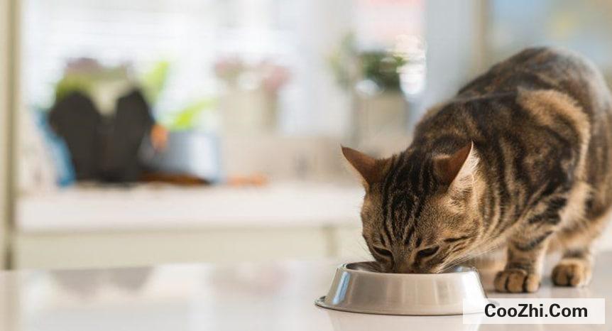 猫不吃肉只吃猫粮怎么改善