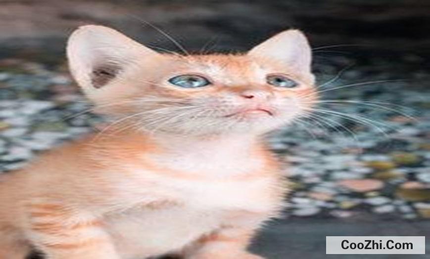 两个多月小猫咬人挠人怎么引导