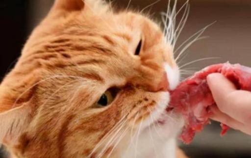 猫不吃肉只吃猫粮怎么改善
