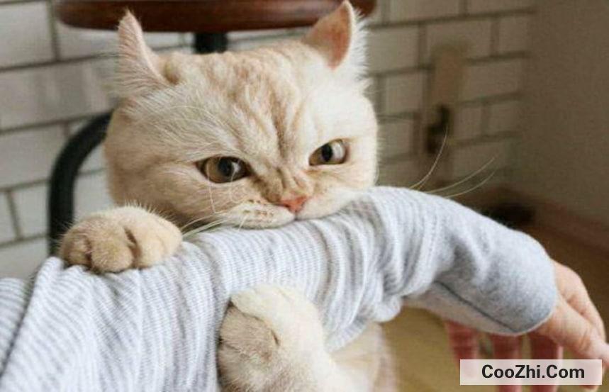 怎么增加猫的安全感最好