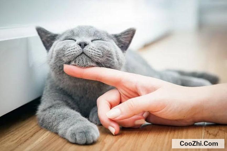 怎么增加猫的安全感最好