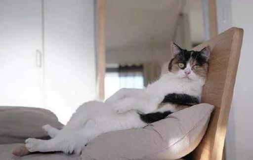 怎么增加猫的安全感最好