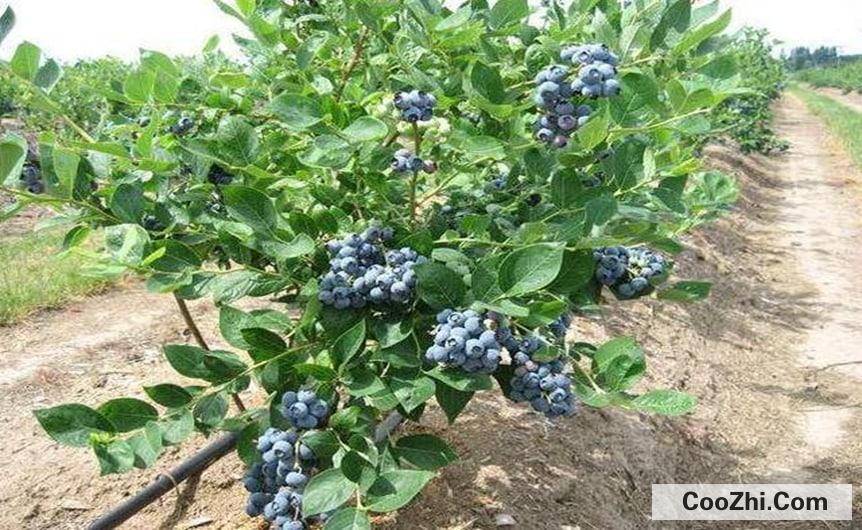 蓝莓树怎么养最合适