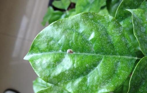 家里绿植有小飞虫怎么处理好