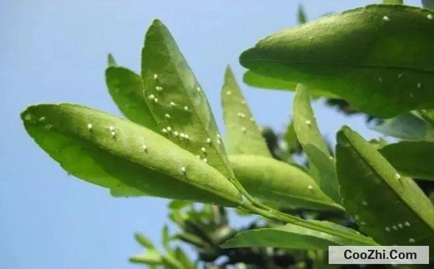 家里绿植有小飞虫怎么处理好