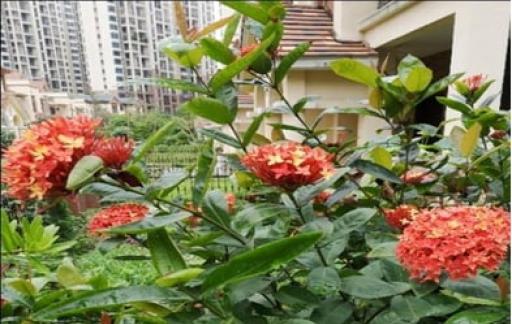 龙船花开完花以后要怎么修剪好