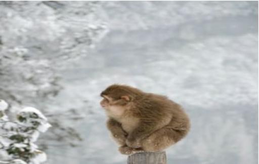 在冬天猴子是怎么过的
