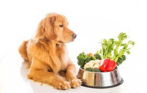 怎样才能让狗食欲大增太瘦了