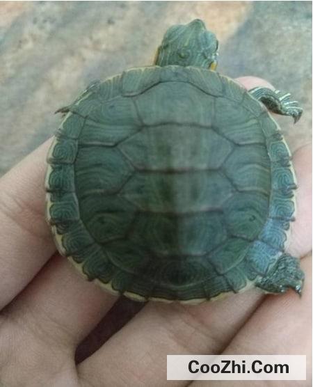 乌龟长大如何换壳