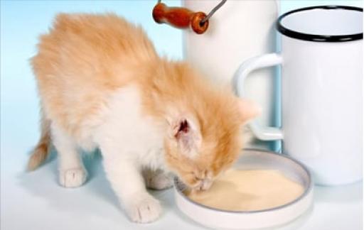 一个月小猫不会自己吃东西怎么办