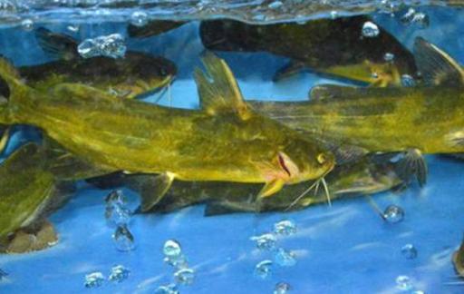黄颡鱼的食用方法有哪些