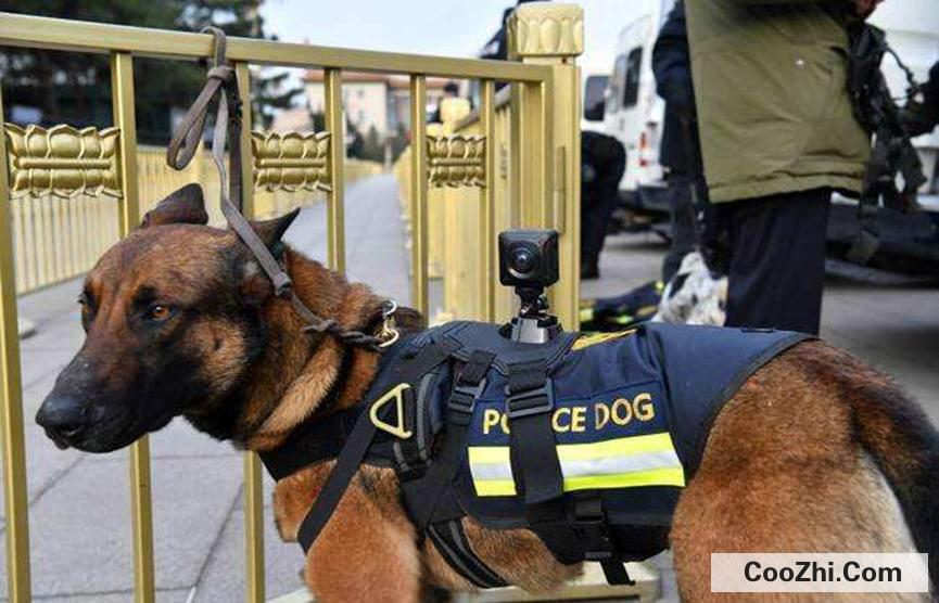 为什么警犬可以帮助警察侦破案件