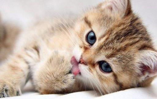 猫咪的胡子为什么不可以剪掉