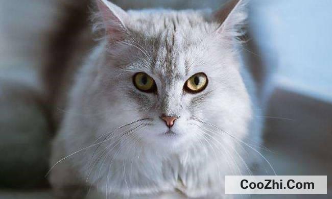 猫咪的胡子为什么不可以剪掉