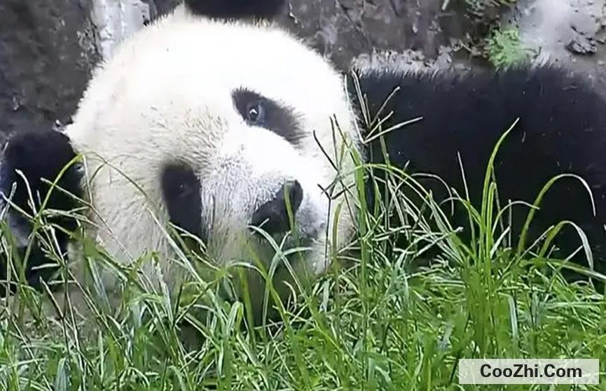 大熊猫为什么爱爬树