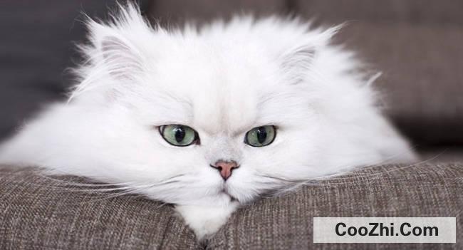 猫咪的胡子为什么不可以剪掉