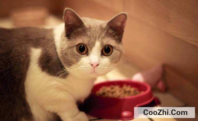 猫咪的胡子为什么不可以剪掉