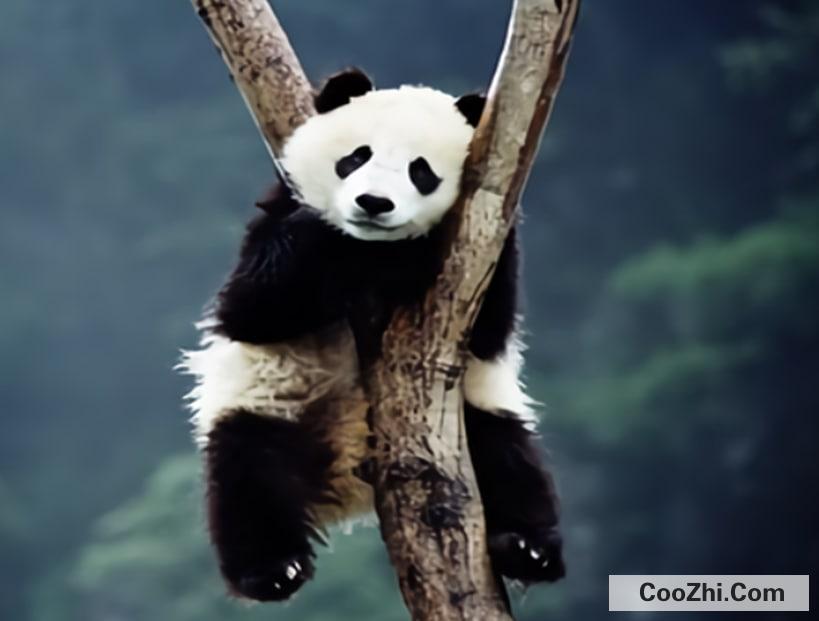 国宝大熊猫，可不仅仅因为长得萌