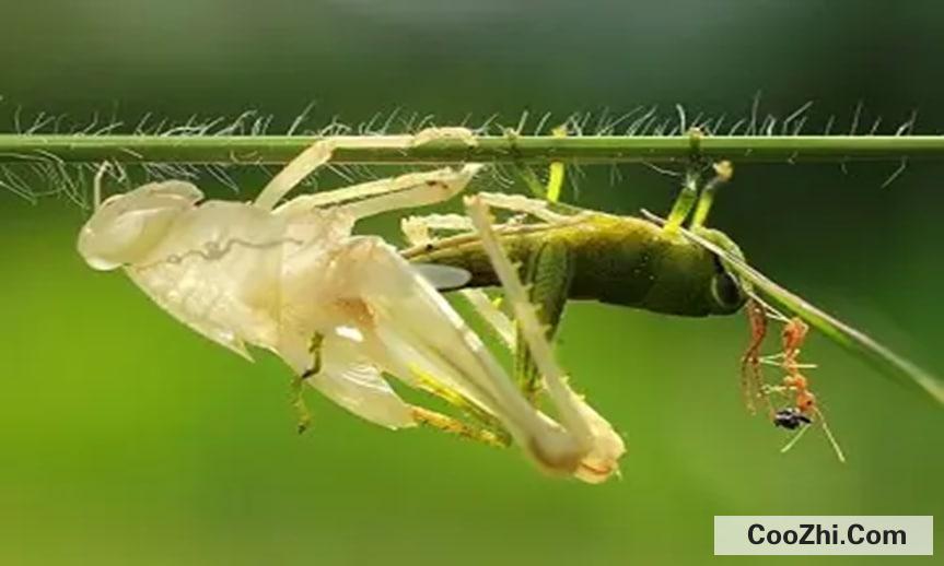 昆虫为什么要脱皮