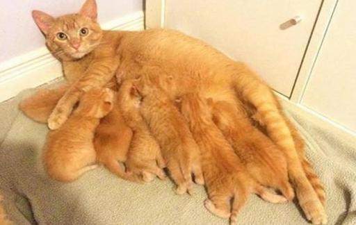 怎么判断母猫生完小猫