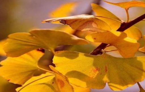 杏樹葉子發黃枯萎落葉可以挽救嗎