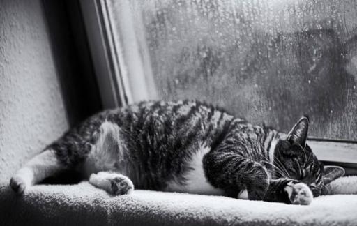 为什么下雨天睡觉很舒服