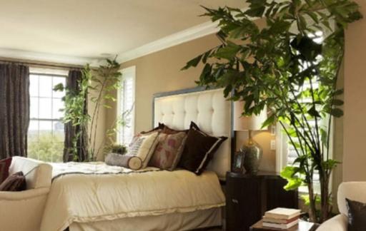 房间里放植物能增强活力阳气吗