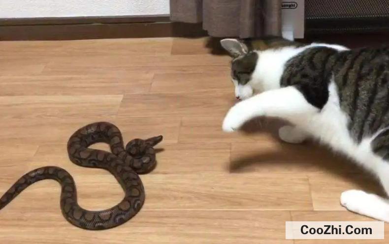 猫为什么可以跟毒蛇打架