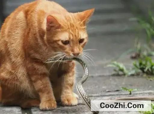 猫为什么可以跟毒蛇打架