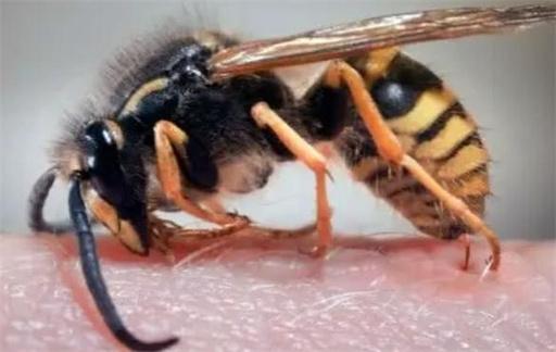 蜜蜂为什么要蜇人
