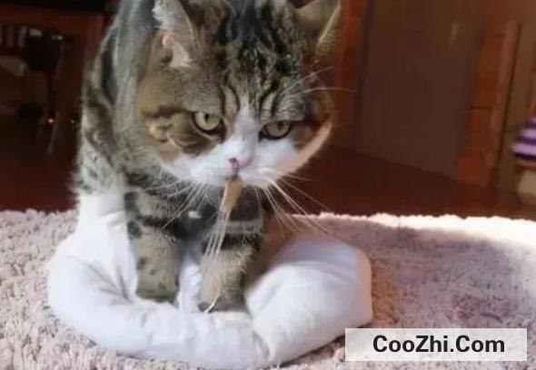 猫咪为什么会踩奶